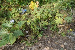 Solanum chrysotrichum